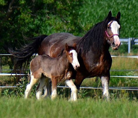 128 best images about Clydesdale Foal Ref on Pinterest | Horses for sale, Places and Super bowl