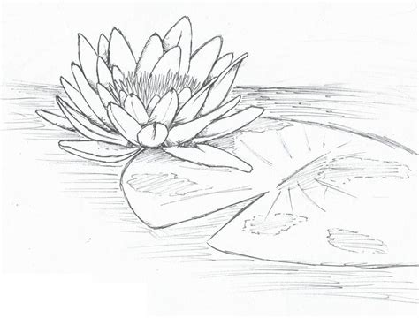 Lily Pad Drawing at PaintingValley.com | Explore collection of Lily Pad Drawing