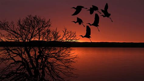 Sunset, Birds, Flying, Sky Free Stock Photo - Public Domain Pictures