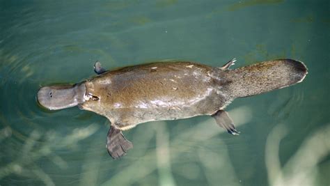 Venom of the mammalian platypus discussed | Britannica