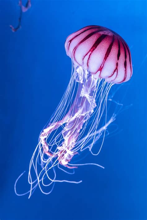 Pink Jellyfish by Parkerspics | ePHOTOzine