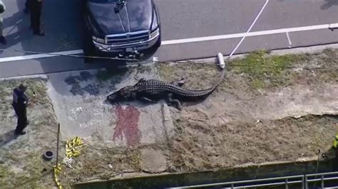 Florida alligator spotted with 'body in his mouth' | IMDB1