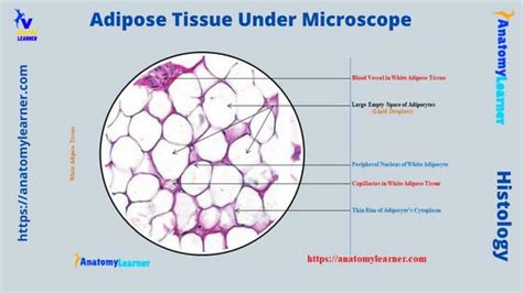 Adipose Tissue Under Microscope with Labeled Diagram » AnatomyLearner ...