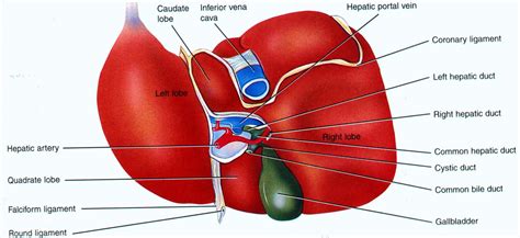 Liver structure Diagram