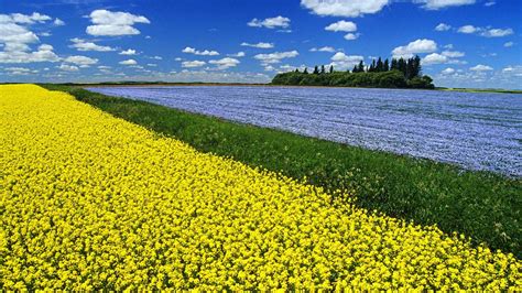 Canola Field – Bing Wallpaper Download