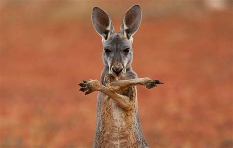 Kangaroo Desktop Wallpapers - Top Free Kangaroo Desktop Backgrounds - WallpaperAccess