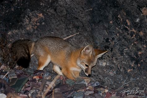 Kit Fox | Death Valley NP, CA | Art in Nature Photography