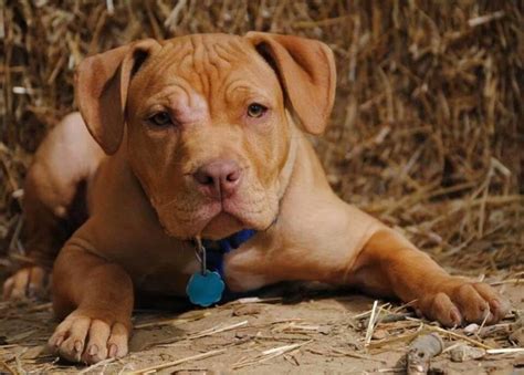 Take a look! Adorable Red Nose Pit Bull Puppies Will Make You Smile ...