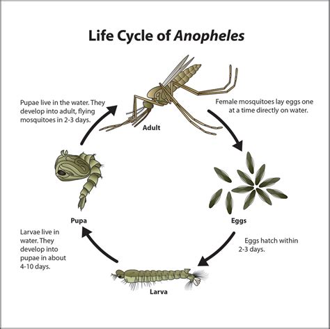 Anopheles Mosquito