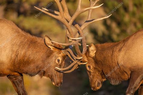 Bull Elk Fighting Stock Photo by ©twildlife 61661407