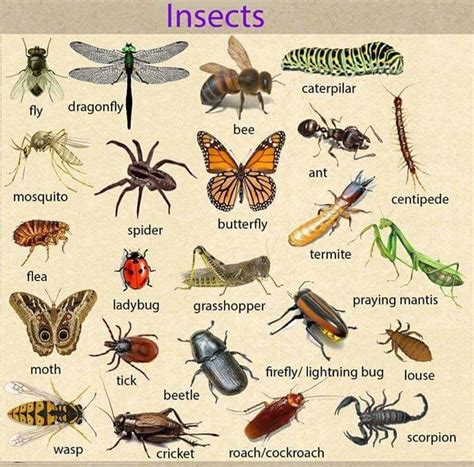 Insects - English Vocabulary - English Learn Site