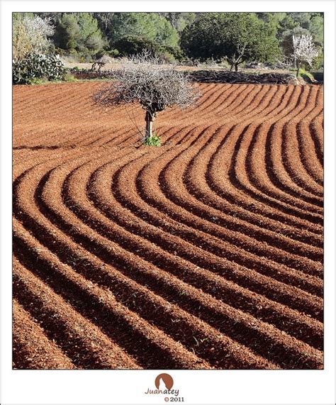 149 best images about Ibiza nature - Ibiza naturaleza on Pinterest | Norte, Almonds and Rincon