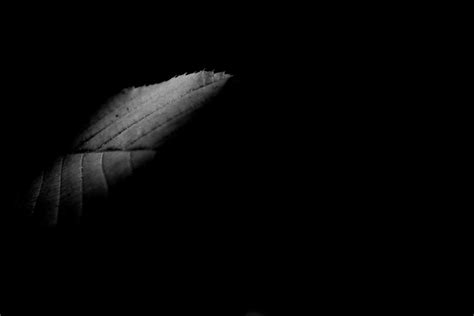 Black Leaf by Picture-Bandit on DeviantArt