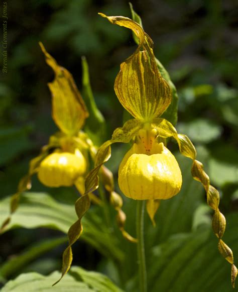 Yellow Lady Slipper Orchid – Tendrils