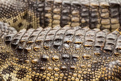 Crocodile-like body armour resists stabbing and cuts | New Scientist