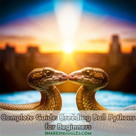 Complete Guide: Breeding Ball Pythons For Beginners