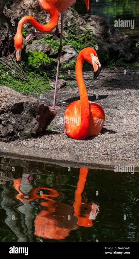 Everglades orange flamingos next to a pond Stock Photo - Alamy