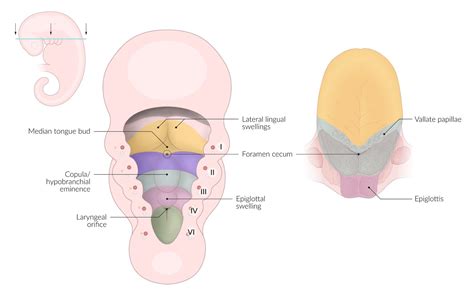 Foramen Cecum Embryology