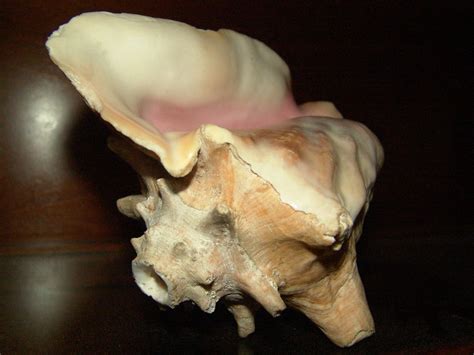 Conch Shell Horn : 3 Steps - Instructables