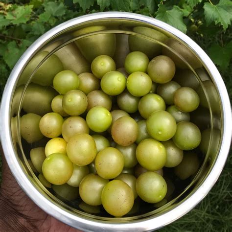 Muscadine Grape Harvest! | Grape harvesting, Food forest, Grapes