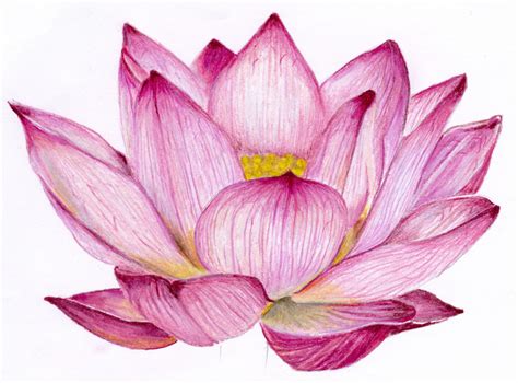 Lotus Flower Drawing, Blue Lotus Flower Drawing at GetDrawings | Free download, “the flower that ...