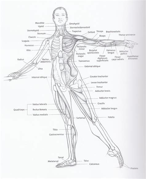 Ballet Dancing: Looking after your Feet, Ankles and Calves | Ballet ...