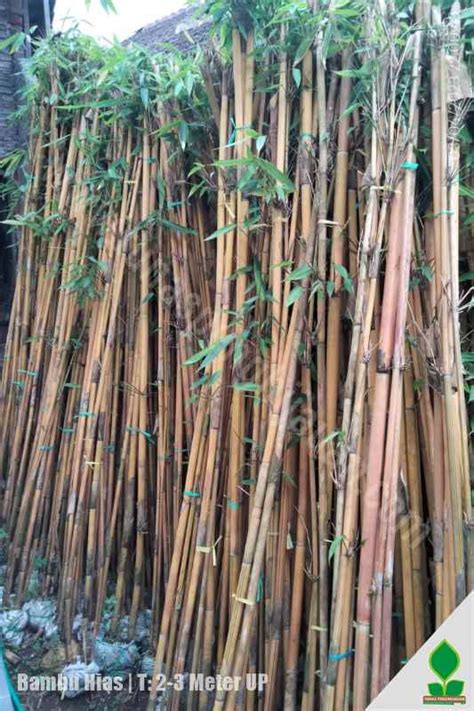 Jual Tanaman Bambu Kuning Hias 2 Meter UP - Tunas Penghijauan