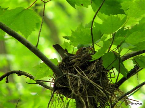 Friends of Harrison Hills: Wood Thrush attending nest