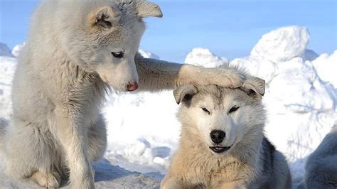 Baby Wolf In Snow