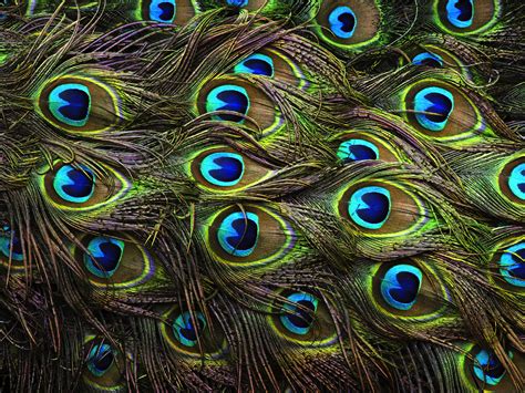 The Eyes in the Peacock's Tail - Out of Ambit