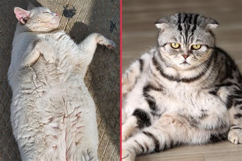 Top 10 fattest and chubbiest cat breeds in the world