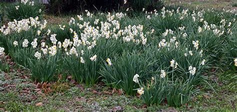 Narcissus tazetta, Japan’s paperwhite – Botany Boy