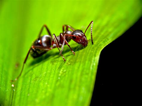 File:Ant on leaf.jpg - Wikimedia Commons