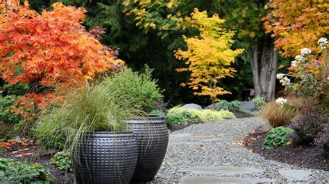 Garden Design Japanese Maple - Garden Design Ideas - Gardening Chronicle