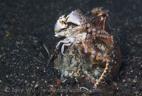 Adaptations - Blue-Ringed Octopus