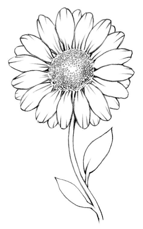 Drawing Lesson: Flower | The Scribbles Institute