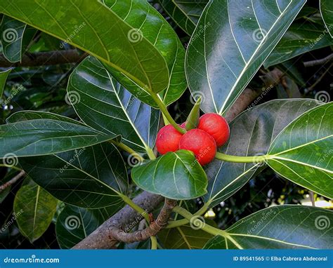 Rubber tree fruit stock image. Image of fruits, leaves - 89541565