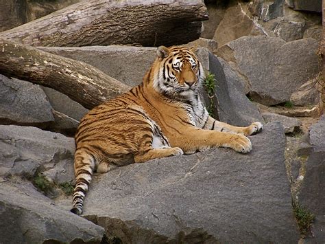 File:Panthera tigris altaicaPanthera tigris altaica Tierpark Berlin (animals).JPG - Wikimedia ...