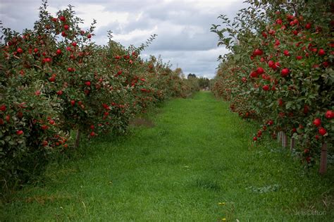 Apple Orchard Wallpapers - Wallpaper Cave