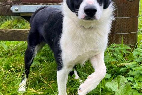 1 Registered Border Collie (Female) | SellMyLivestock - The Online Livestock Marketplace