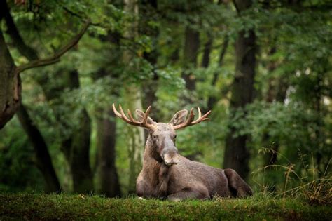 The Great Wilderness: Exploring the Majestic Moose Habitat