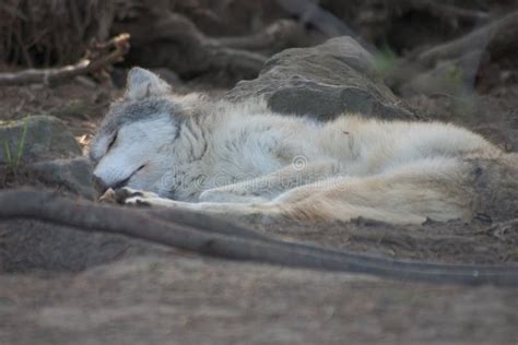 Sleeping Grey wolf pup. stock image. Image of gray, scare - 82941