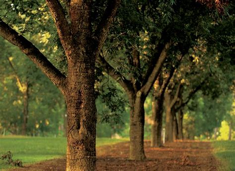 Pecan Trees for Sale | Bareroot & Container Pecan Trees | Georgia Pecan