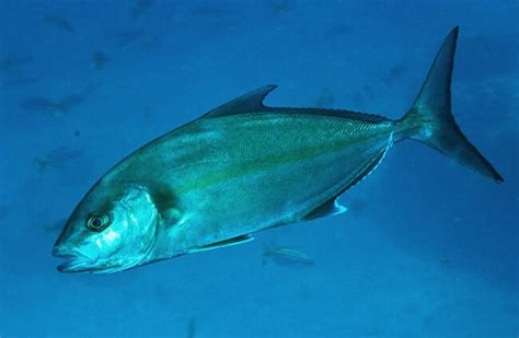 Amberjack - Description, Habitat, Image, Diet, and Interesting Facts