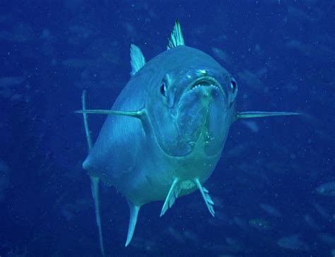 Sea Wonder: Dogtooth Tuna | National Marine Sanctuary Foundation