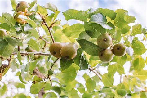 Pear Tree: Care and Growing Guide