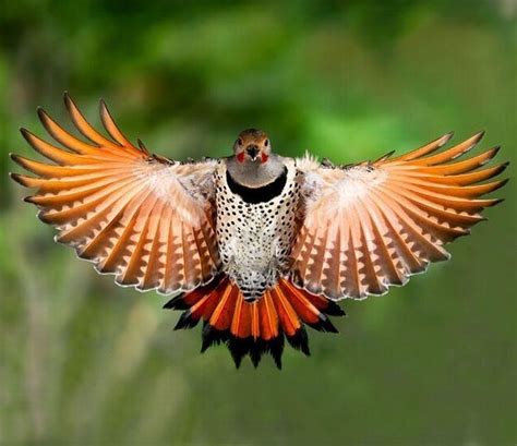 Amazing #Bird | Beautiful Birds | Pinterest