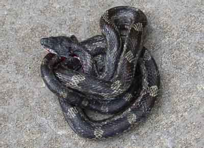 Snake – Gray Rat Snake Identification | Walter Reeves: The Georgia Gardener