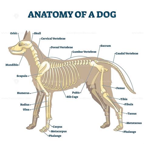 Anatomy of dog skeleton with labeled inner bone scheme vector illustration | Dog anatomy, Dog ...