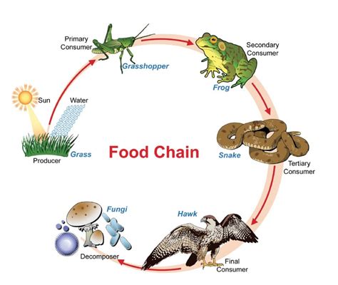 Food Chain For Kids Swamp